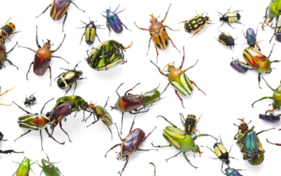 Naturalis ontwikkelt automatische camera om insecten te tellen en te herkennen